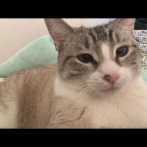 Meet your Posher, Abby